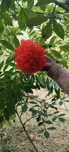 പ്രമാണം:NALPPAMARAM 1.jpg