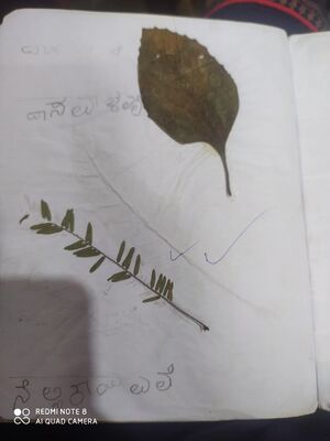 11239-KGD-KUNJ-AYSHA ZAIFA .jpg