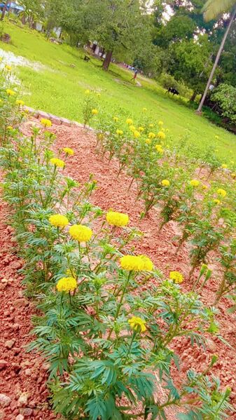 പ്രമാണം:12555 ഗ്രാമ ഭംഗി.jpeg