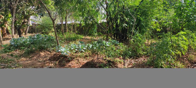 പ്രമാണം:41069 veg7.jpg