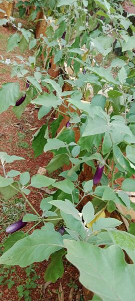 പ്രമാണം:19881 biofarming 6.jpg