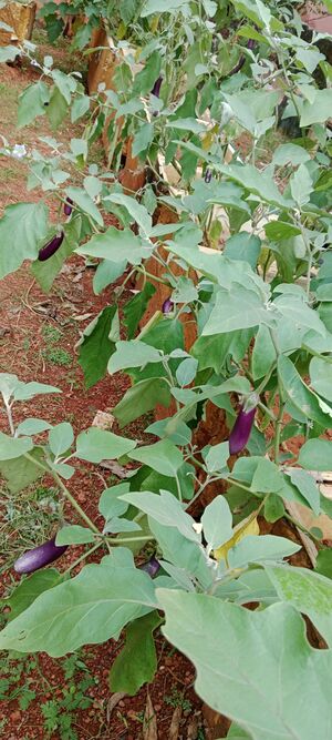 19881 biofarming 6.jpg