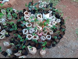 18431 haritham 4.jpg