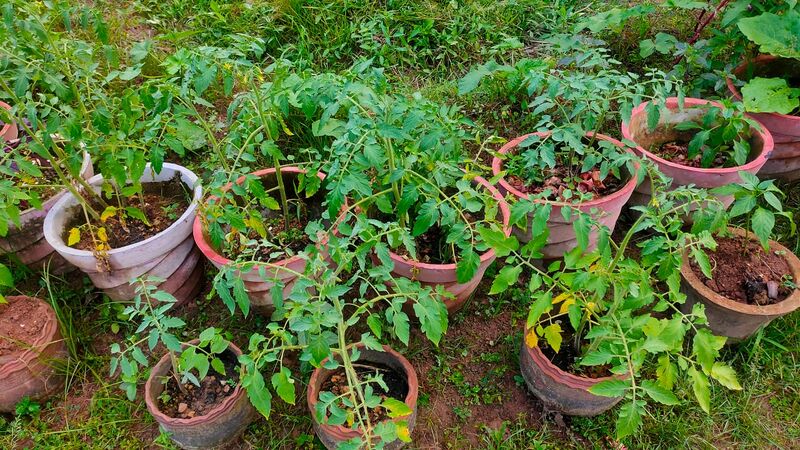 പ്രമാണം:Ylm Vegetable garden 3.jpg