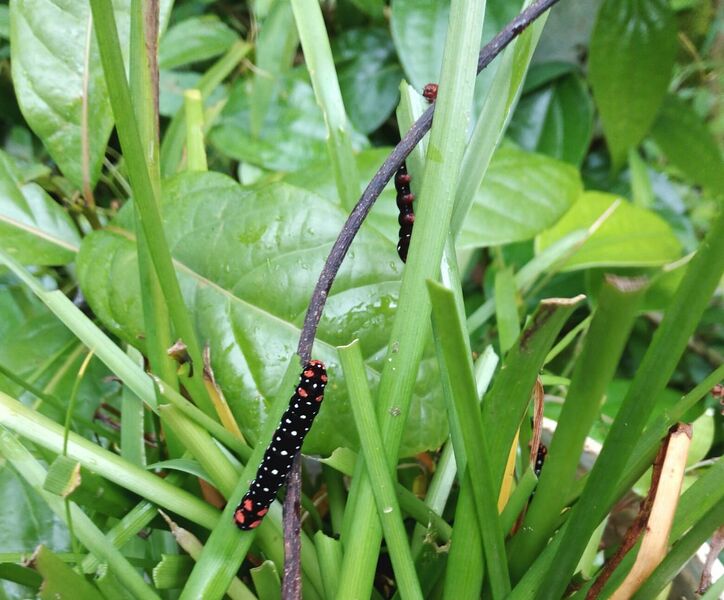 പ്രമാണം:14451 50.jpeg