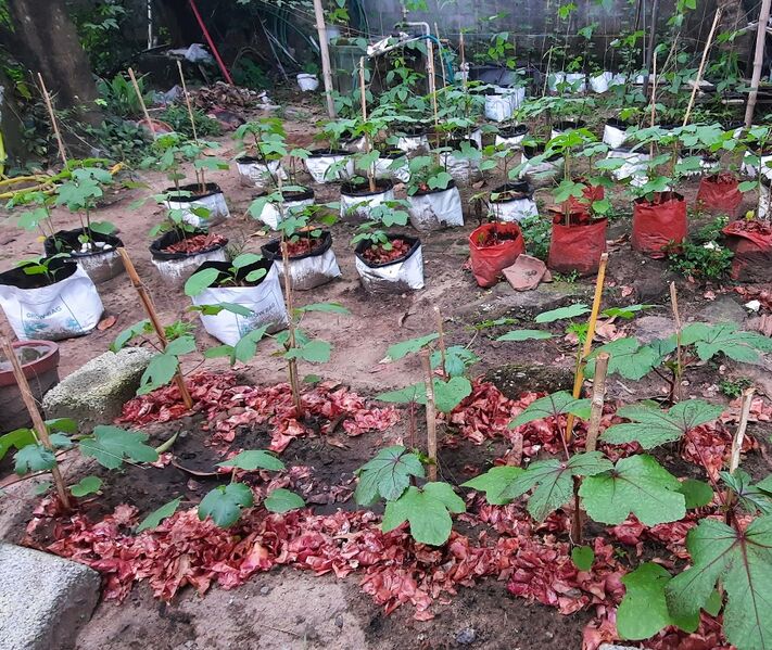 പ്രമാണം:20210708 180301.jpg