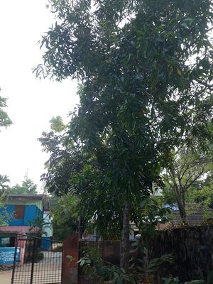 44055 tree4.jpg