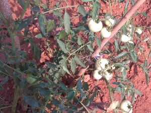 13121 karshika club 14.jpg