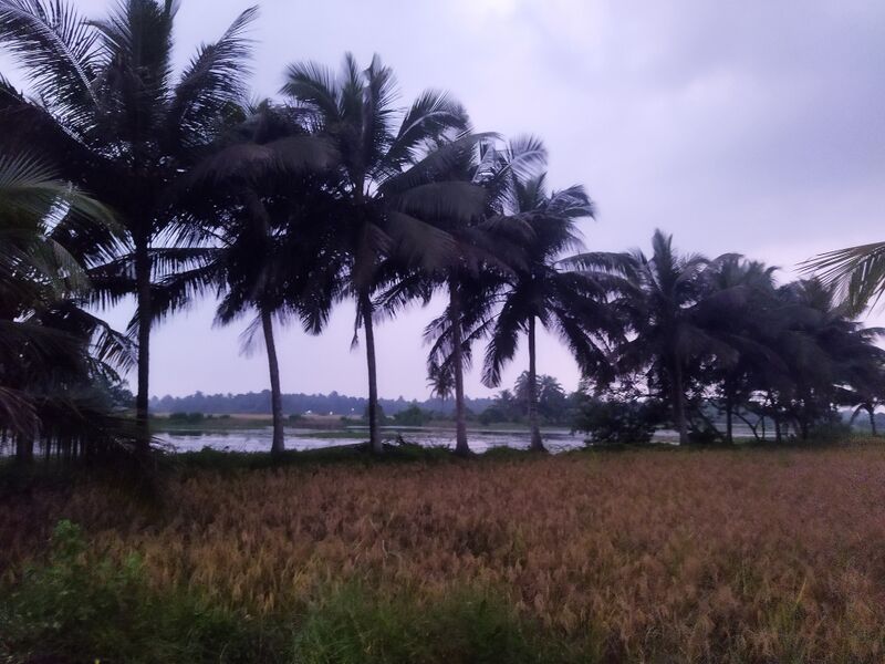 പ്രമാണം:13570 Ayyoth vayal.jpg