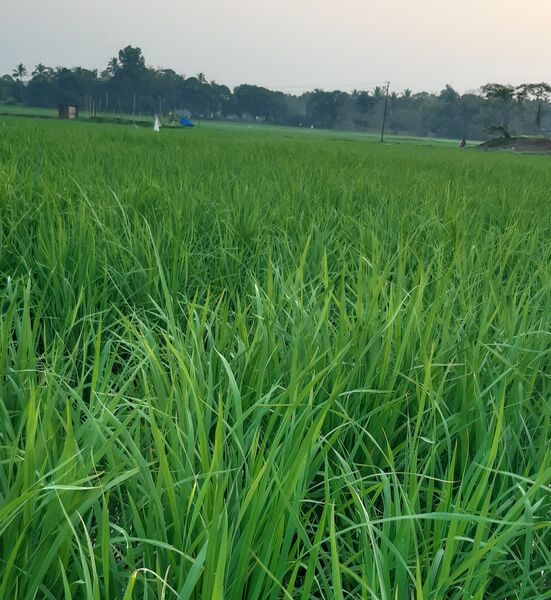 പ്രമാണം:20544 paadam1.jpg