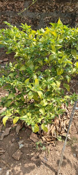 പ്രമാണം:16002 award 8.jpeg