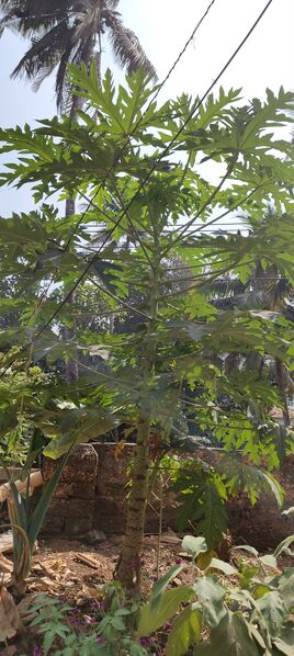 പ്രമാണം:16002 award 9.jpeg