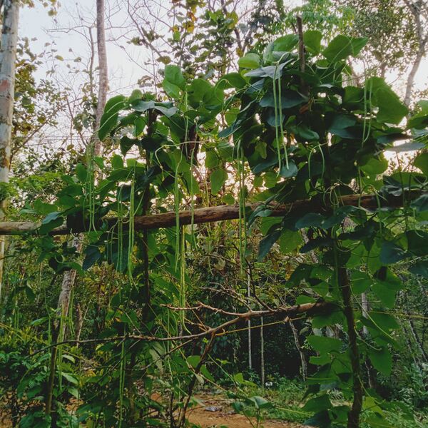 പ്രമാണം:31076 veg5.jpg