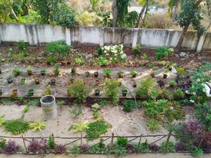 School Garden