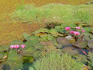 40001-Anchal pond.jpg