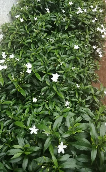 പ്രമാണം:42021 2340098.jpg