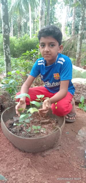 48239 pachakkarithottam2.jpeg