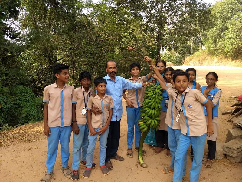 പ്രമാണം:42560 പച്ചക്കറികൃഷി 2.jpg