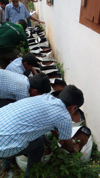 പ്രമാണം:36037 seed12.jpeg