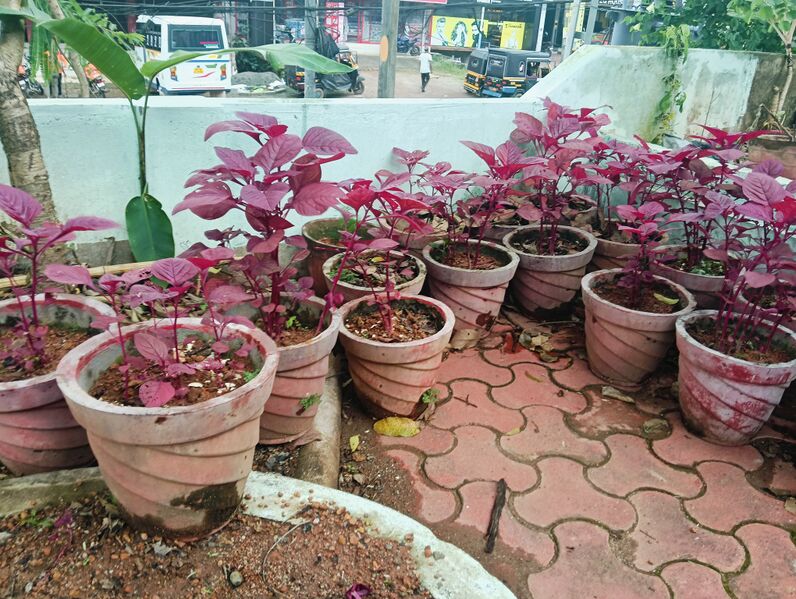 പ്രമാണം:BS21 TVM 42308 2.jpg