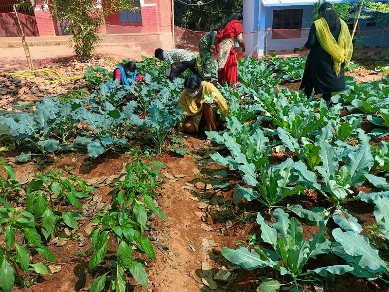 പ്രമാണം:15019 Veg Garden 5.jpeg