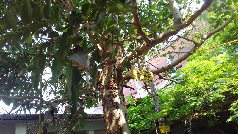 പ്രമാണം:20190327 100946.resized.jpg