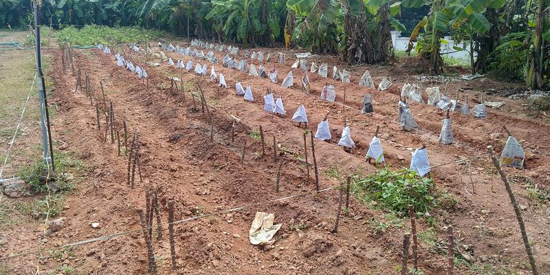 പ്രമാണം:25042 kitchen garden 2.jpg