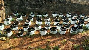 47646 Farming 11.jpeg