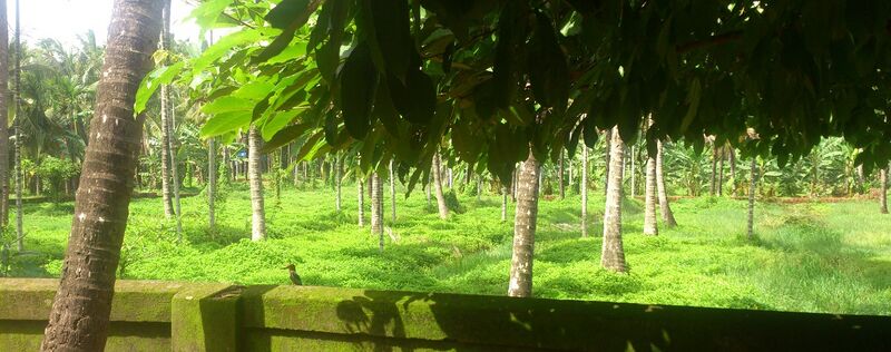 പ്രമാണം:14511 162.jpeg