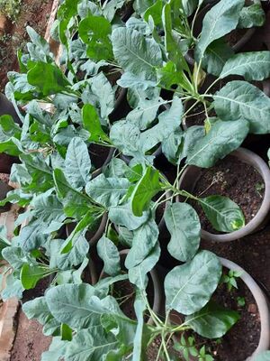 34035 UPLOADS PD6(25).jpeg