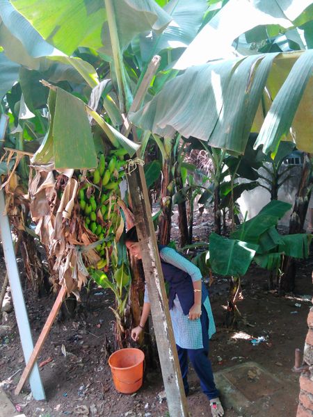 പ്രമാണം:44019 231.jpg