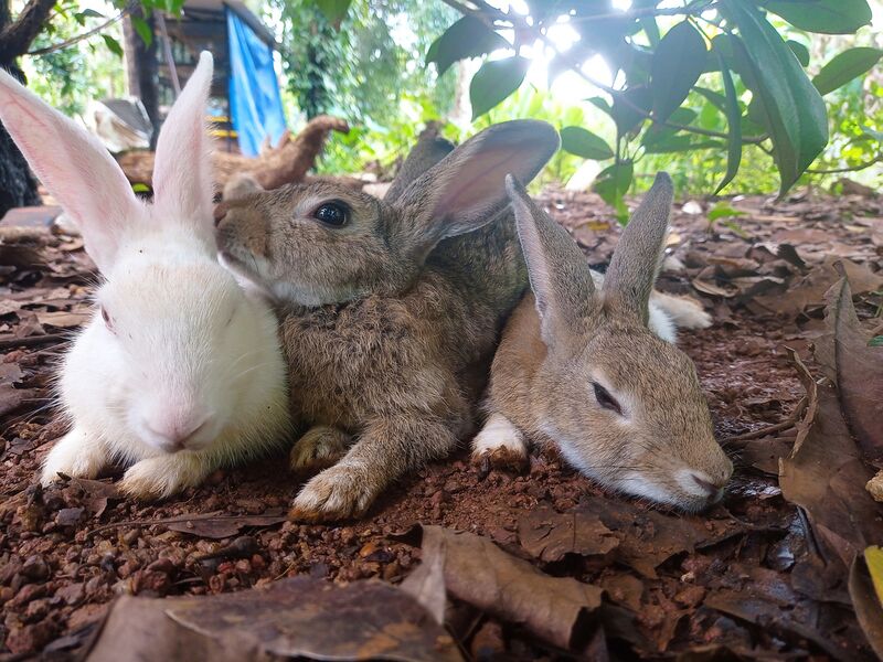 പ്രമാണം:47089 rabit.jpeg