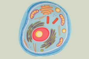 Animal Cell.jpg