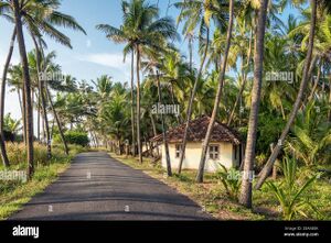 Rural-landscape-with-village-house-and-palm-trees-plantation-in-kerala-india-2EA5G0K.jpg