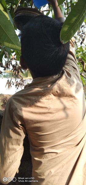 പ്രമാണം:47089 242.jpeg