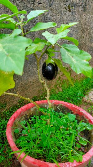 Ylm Vegetable garden 4.jpg