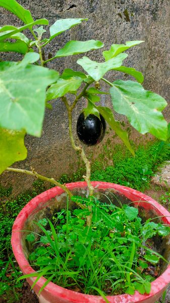പ്രമാണം:Ylm Vegetable garden 4.jpg