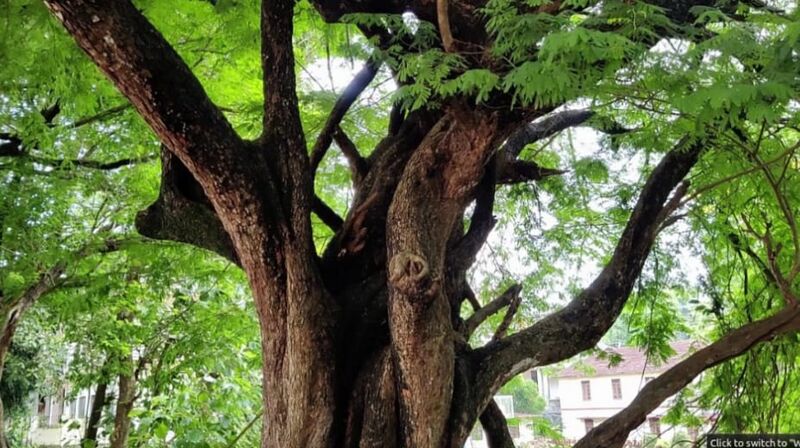 പ്രമാണം:33025 tr3.jpeg