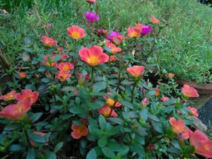 WhatsApp Image 2018-11-19 at 6.41.34 PM(1).jpeg