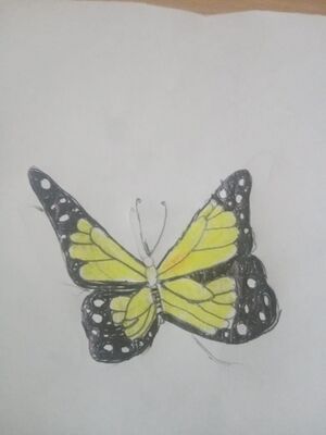 44055 butterfly14.jpeg