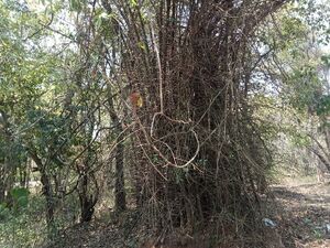 48050 VNB BAMBOO.jpg