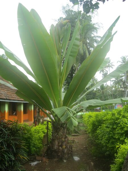 പ്രമാണം:IMG 8062.JPG