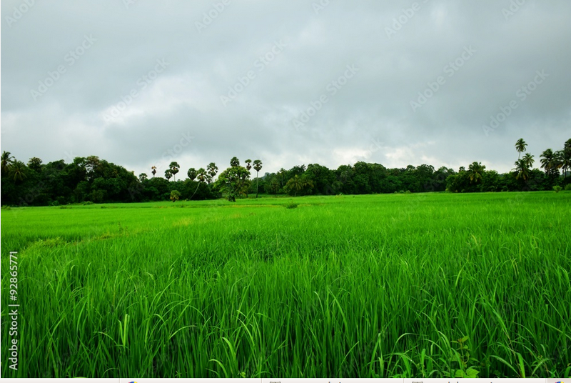 പ്രമാണം:19779 village field.png