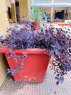 19855 paristhithi dinam 7.JPG