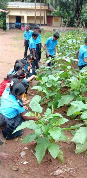 20605 vegetable garden.jpg