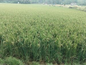 24004 panjal nature.resized.jpg