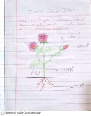 33341-KTM-KUNJ-JIAN JOWIL JITHIN.jpg