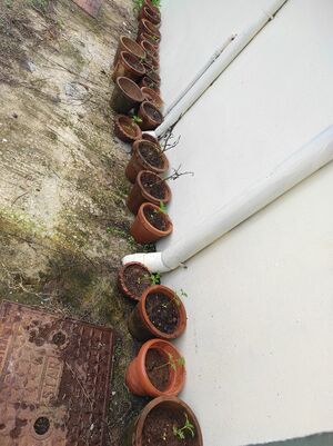 13030-June 5-06.jpg