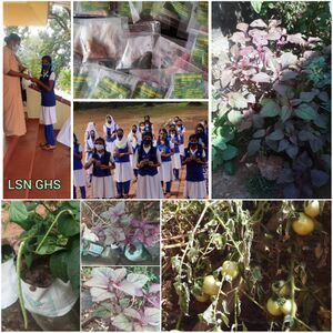 20025-DISTRIBUTION OF SEED.jpeg