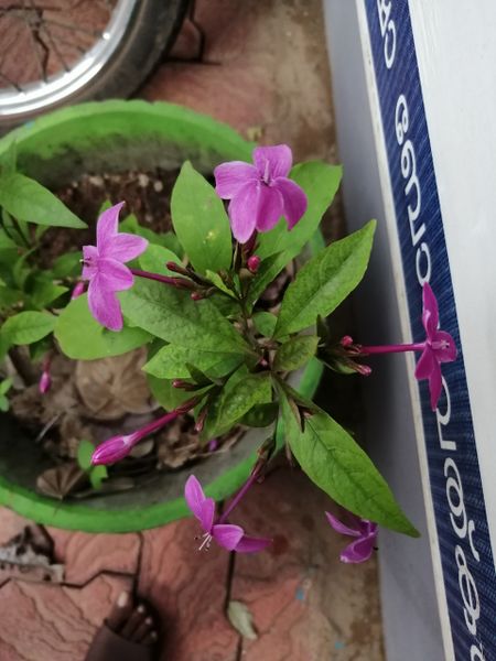 പ്രമാണം:42021 1099.jpg